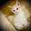 adoptable Cat in semmes, AL named Bucky