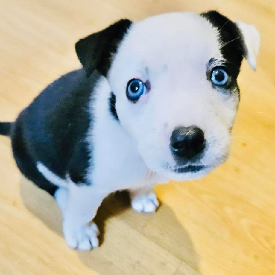 adoptable Dog in Semmes, AL named Daphne