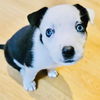 adoptable Dog in semmes, AL named Daphne