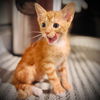 adoptable Cat in semmes, AL named Tully