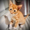 adoptable Cat in semmes, AL named Tuff