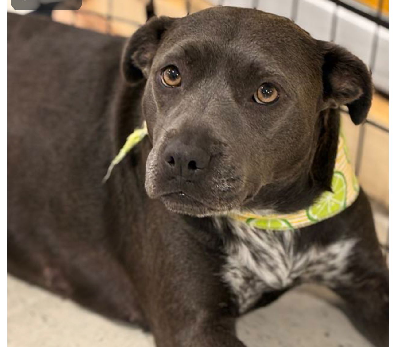 adoptable Dog in Semmes, AL named Sweetie