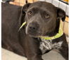 adoptable Dog in semmes, AL named Sweetie