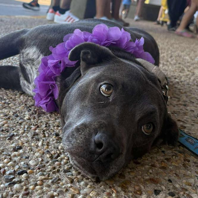 Sweetie Image