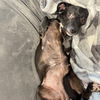 adoptable Dog in  named Ingrid