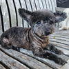 adoptable Dog in  named Bess