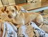 adoptable Dog in  named Misses