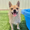 adoptable Dog in semmes, AL named Mister