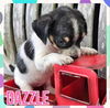 adoptable Dog in  named Dazzle