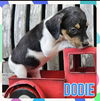 adoptable Dog in  named Dodie