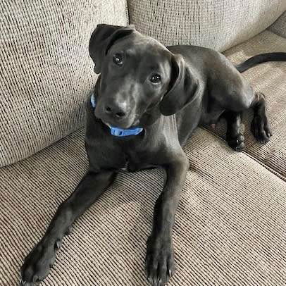 adoptable Dog in Semmes, AL named Theo