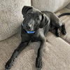 adoptable Dog in semmes, AL named Theo