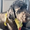 adoptable Dog in semmes, AL named Zazu