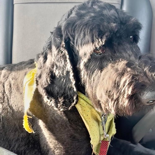 ZAZU - Poodle (Standard) / Golden Retriever available for adoption