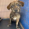 adoptable Dog in semmes, AL named Buttercup