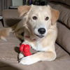 adoptable Dog in semmes, AL named Moses