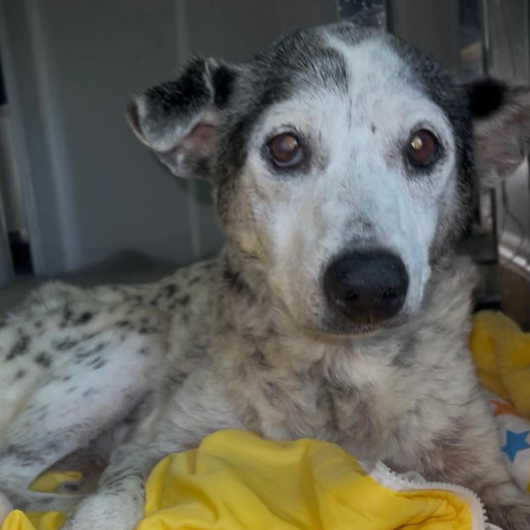 adoptable Dog in Semmes, AL named Sweetie