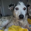adoptable Dog in semmes, AL named Sweetie