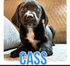 adoptable Dog in semmes, AL named Cass