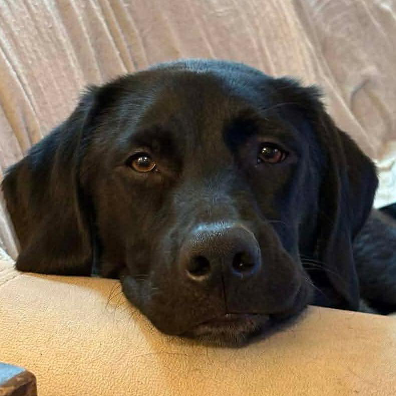 Cass Image
