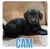 adoptable Dog in semmes, AL named Cam