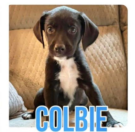 adoptable Dog in Semmes, AL named Colbie