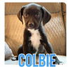 adoptable Dog in semmes, AL named Colbie