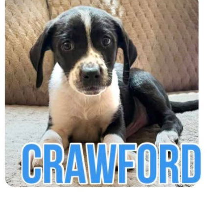 adoptable Dog in Semmes, AL named Crawford