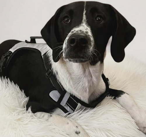picture of the dog needing adoption