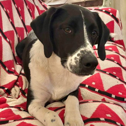 CRAWFORD - Labrador Retriever available for adoption