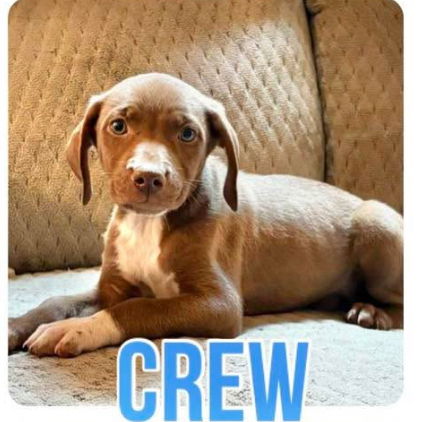 adoptable Dog in Semmes, AL named Crew