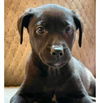 adoptable Dog in semmes, AL named Cassie