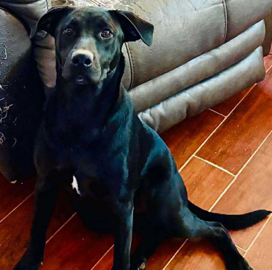 Cassie Image