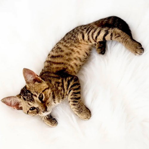 picture of the cat needing adoption