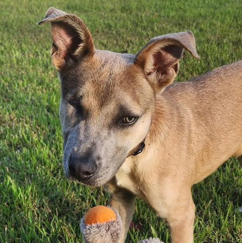 picture of the dog needing adoption