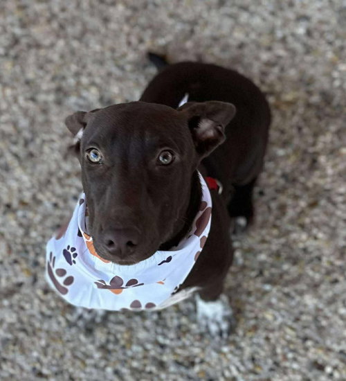picture of the dog needing adoption