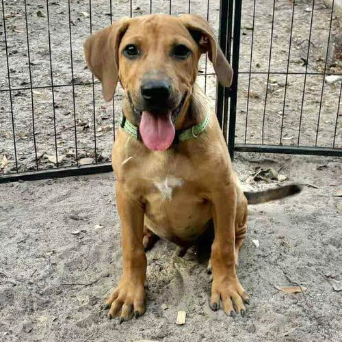 picture of the dog needing adoption
