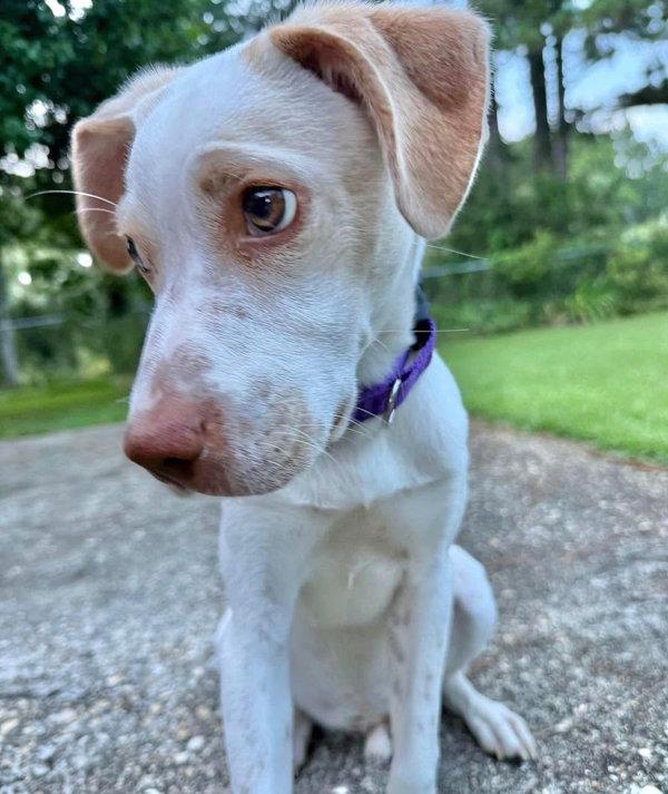 Peanut Butter
