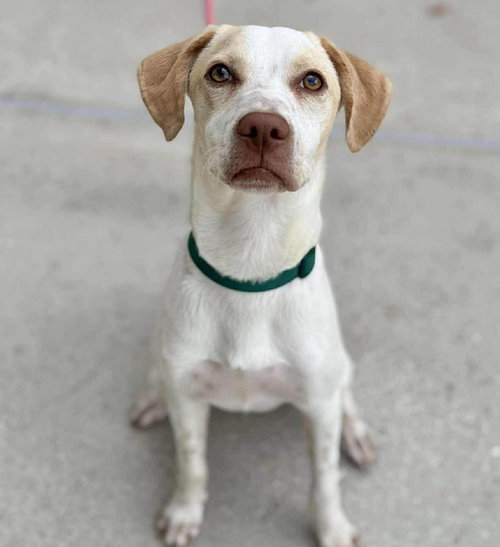 picture of the dog needing adoption