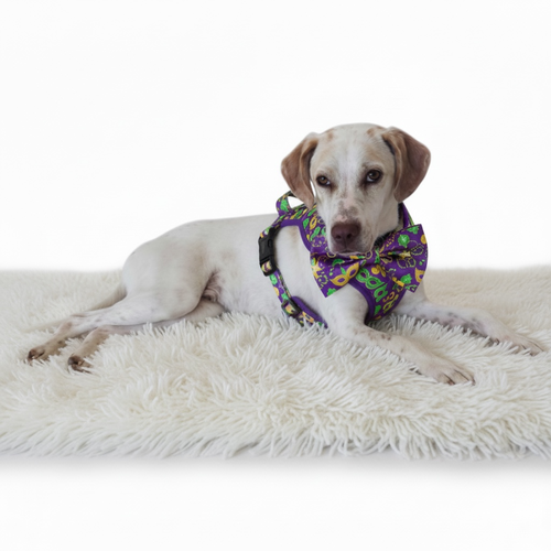 PEANUT BUTTER - Labrador Retriever available for adoption