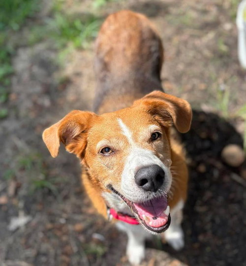 picture of the dog needing adoption