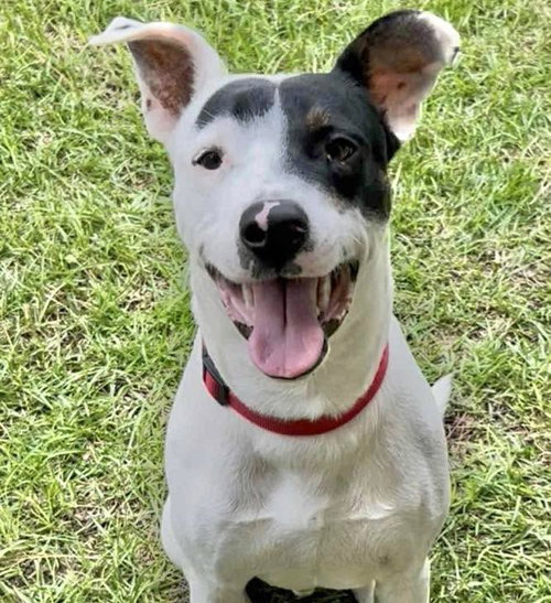 picture of the dog needing adoption