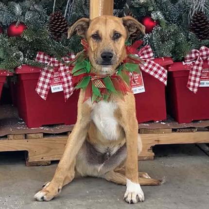TOSHI - Labrador Retriever / Catahoula Leopard Dog available for adoption