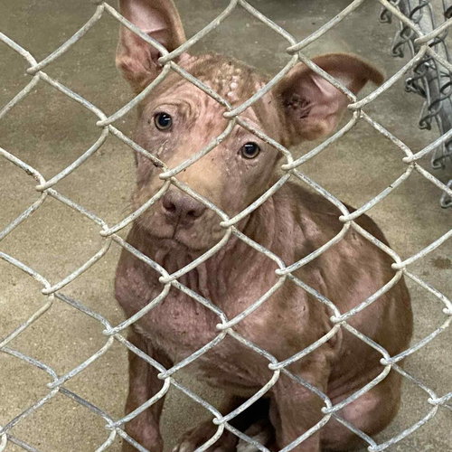 ASHER - American Bulldog / Catahoula Leopard Dog available for adoption