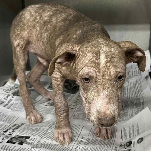 ABBOTT - American Bulldog / Catahoula Leopard Dog available for adoption