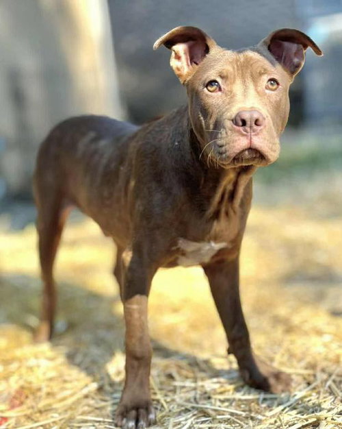 picture of the dog needing adoption