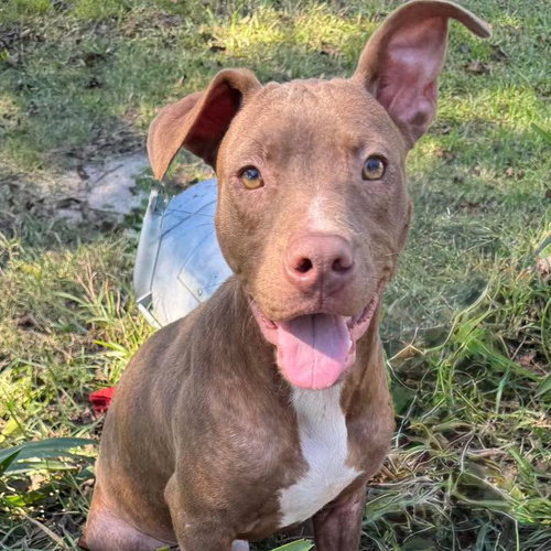 picture of the dog needing adoption