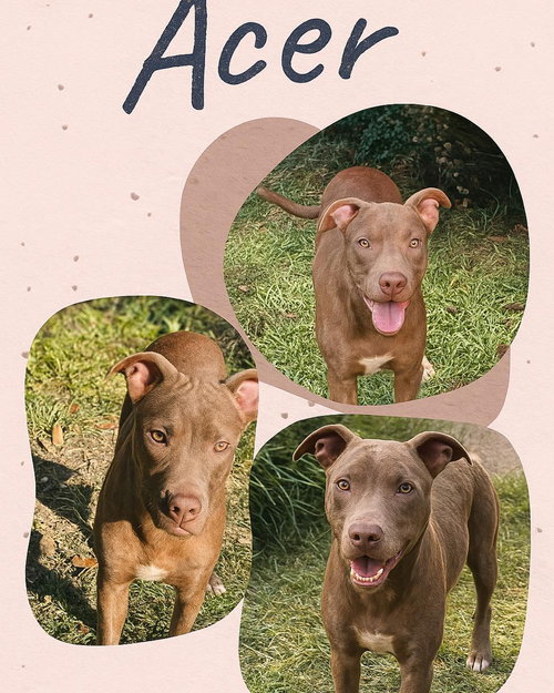 picture of the dog needing adoption