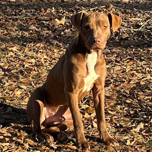 ACER - American Bulldog / Catahoula Leopard Dog available for adoption