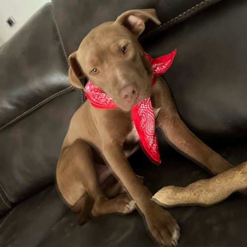 Acer, an adoptable American Bulldog in Mobile, AL